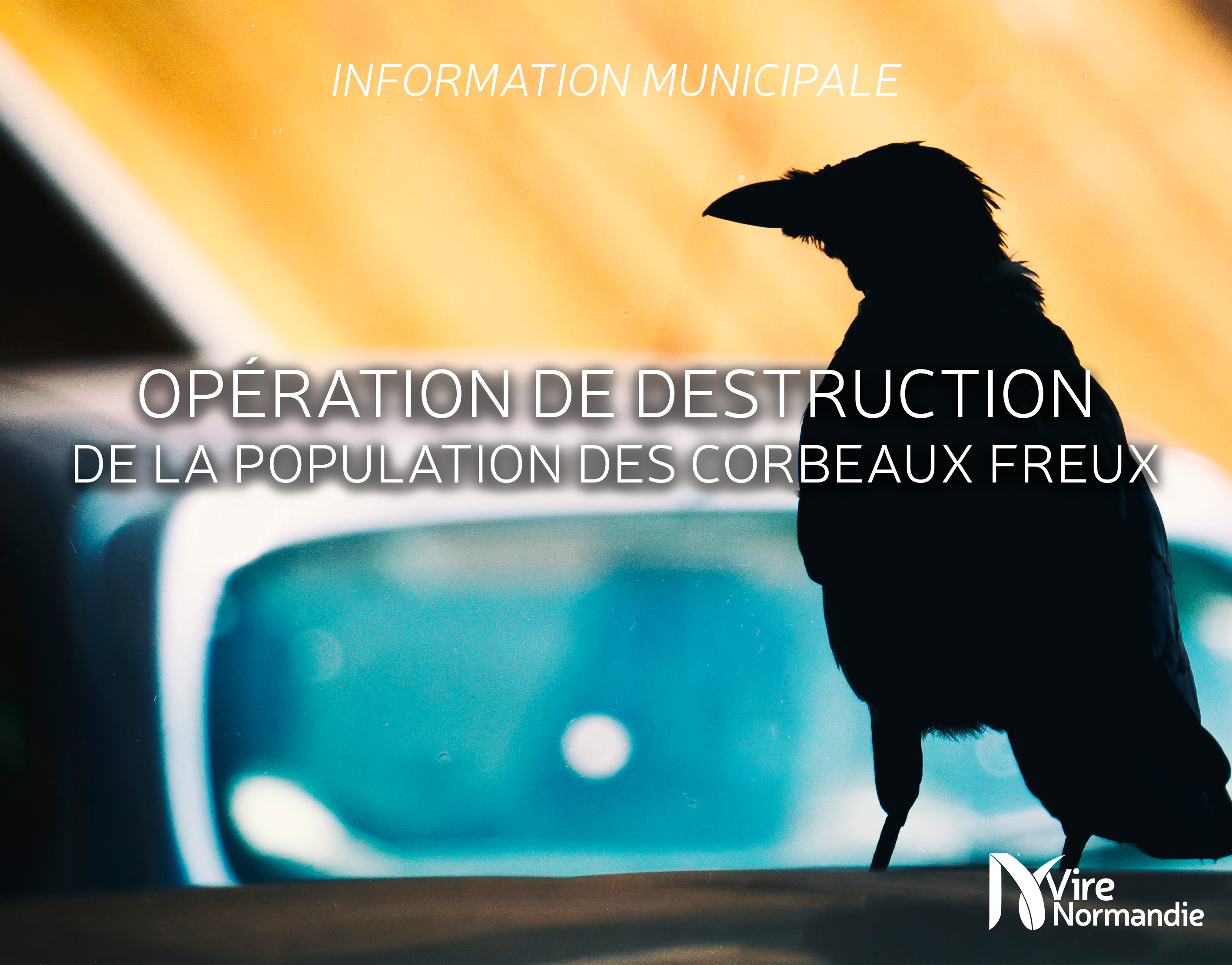 202505-Corbeaux freux