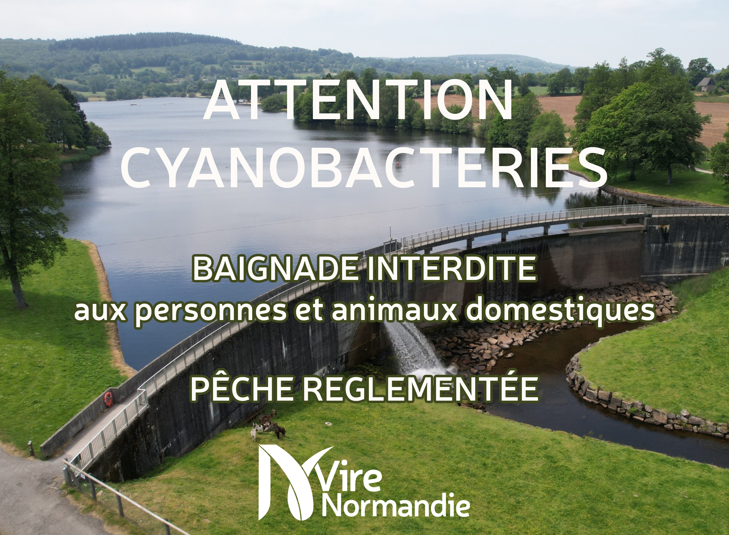 cyano