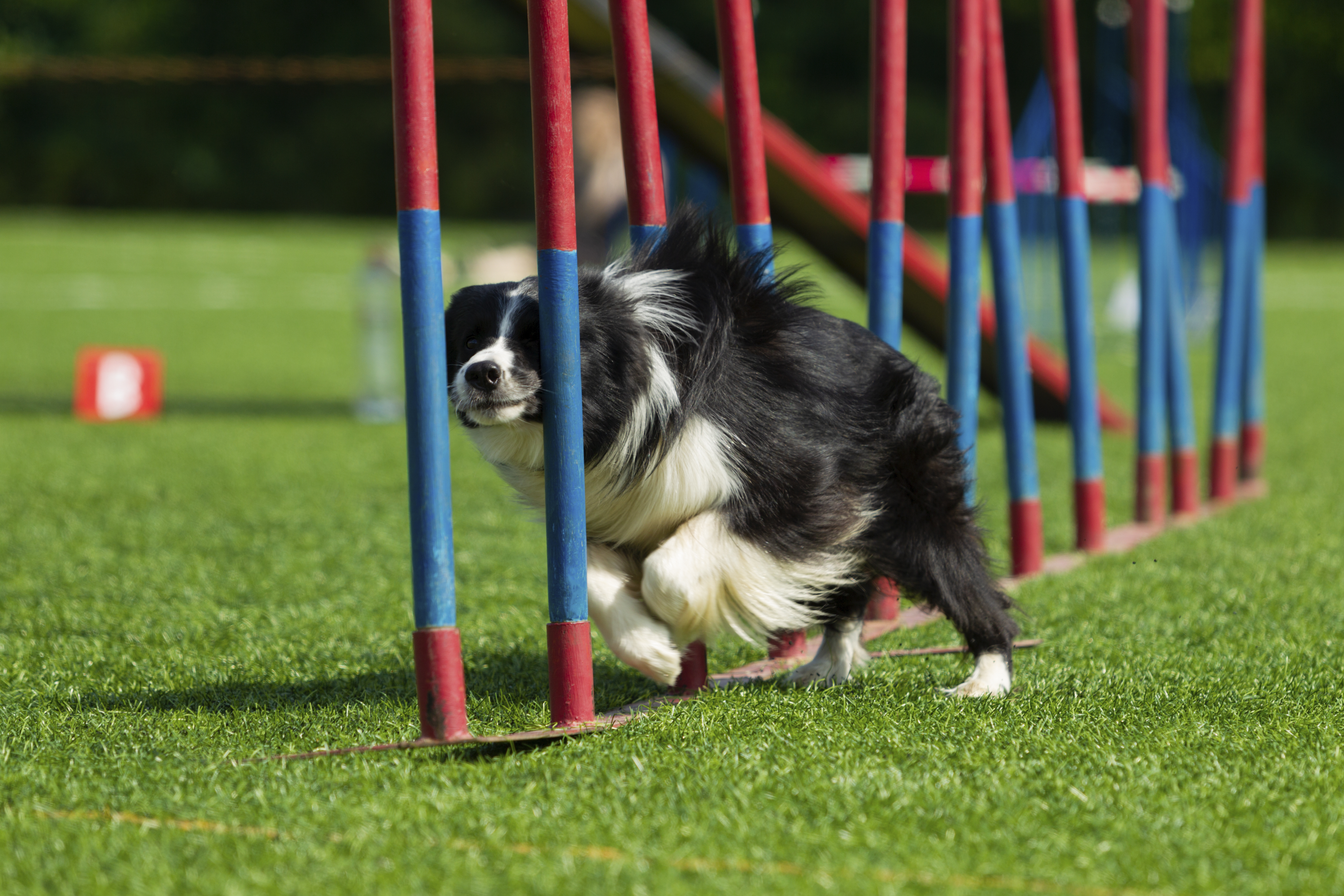 dog-at-the-agility-competition-2021-08-27-09-30-14-utc