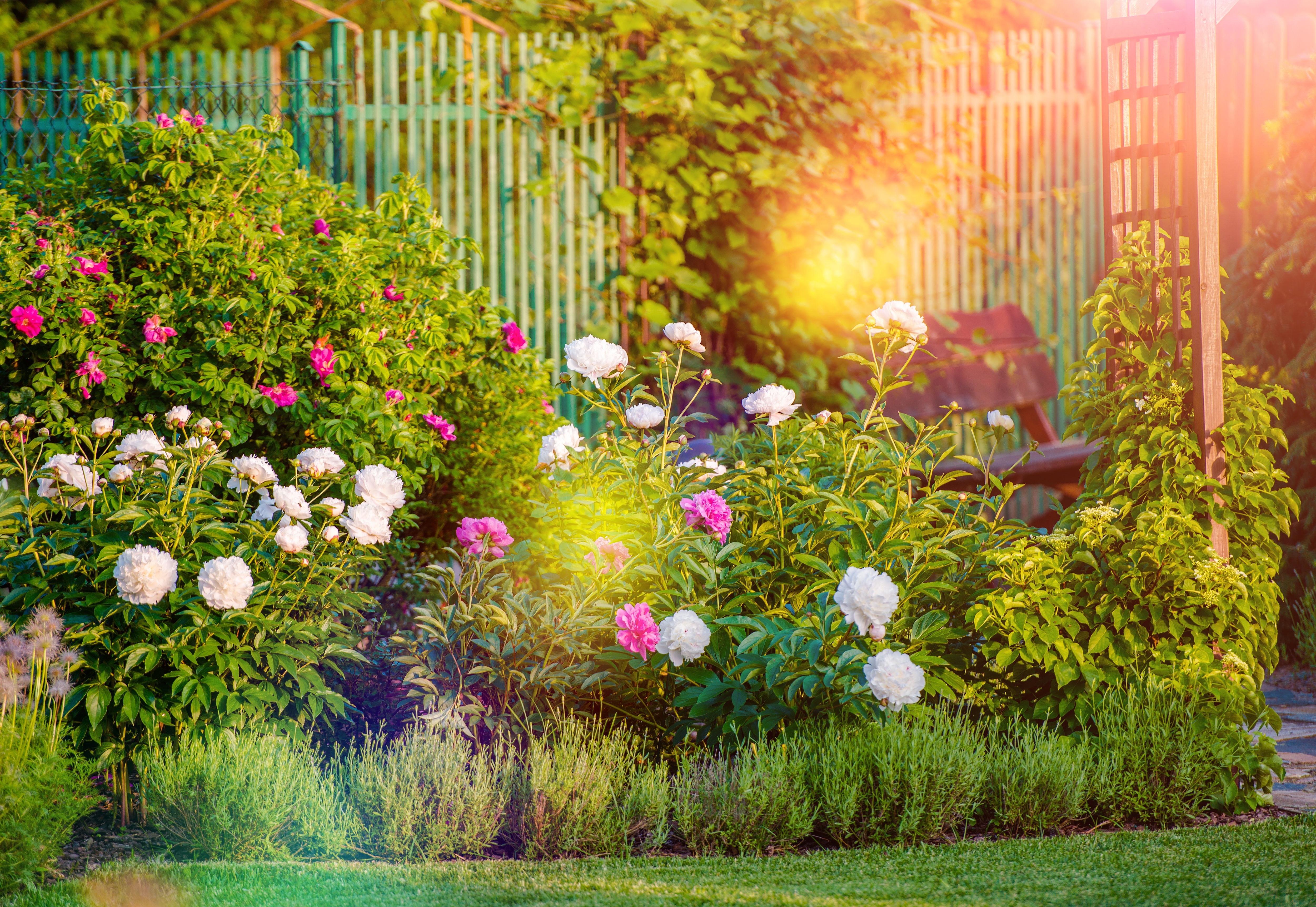 Jardin des plantes